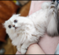 Scottish Highland Fold 1133
