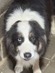 Femelle 4 ans pedigree