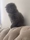 Chaton scottish fold femelle 3 mois dispo de suite