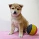 Splendides chiots Shiba Inu à vendre