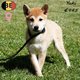 Splendides chiots Shiba Inu à vendre