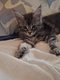 Chaton mâle maincoon à vendre