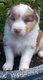 Magnifiques chiots Berger Australien