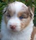 Magnifiques chiots Berger Australien