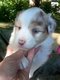 Magnifiques chiots Berger Australien