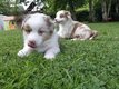 Magnifiques chiots Berger Australien