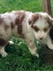 Magnifiques chiots Berger Australien