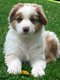 Magnifique chiot Berger Australien