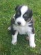 Magnifiques chiots Berger Australien