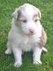 Magnifiques chiots Berger Australien