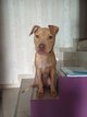Chiot pitbull