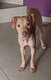 Jeune chienne
