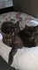 Maine Coon Black - élevage familial