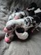 Border collie Petites boules d'amour