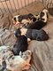 Border collie Petites boules d'amour
