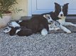 Border collie Petites boules d'amour