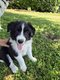 Chiot Border Collie à vendre