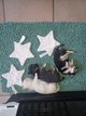Chihuahua à vendre