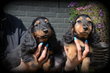 Chiots Teckel poil long