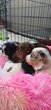 Chiots border collie