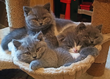 Chatons British shorthair   M et F