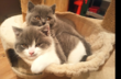 Chaton British shorthair mâle (Albus)