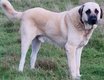 Berger d'anatolie, Kangal male