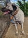 Berger d'anatolie, Kangal femelle