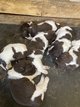 Chiots à vendre