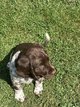 Chiots à vendre