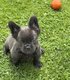 Chiot bouledogue français fluffy
