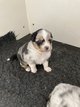 Chiots Bergers australiens