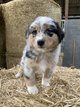Chiots Bergers australiens