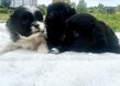 Shih-tzu
