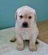 Labrador