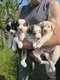 Magnifique chiots border collie