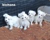 Bichons magnifiques chiots  a v