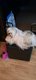 Bébé Shih tzu tricolores