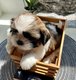 Bébé Shih tzu tricolores