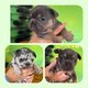 Chiots bouledogue français bleu tan, merle tan