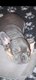 Chiots bouledogue français bleu tan, merle tan