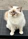 Warrio, superbe mâle Sacré de Birmanie choco...