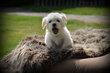 Chiots Bichon Maltais nain