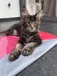 Maine coon