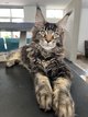 Maine coon