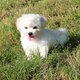 Magnifique chiot femelle bichon frisé
