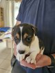 Chiots jack russel