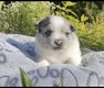 Magnifiques chiots Spitz Allemand