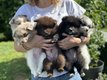 Magnifiques chiots Spitz Allemand