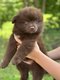 Magnifiques chiots Spitz Allemand